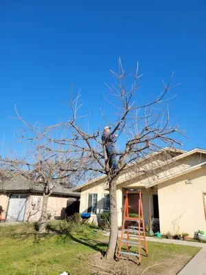 Los De La Ex Lawn Care & Tree service