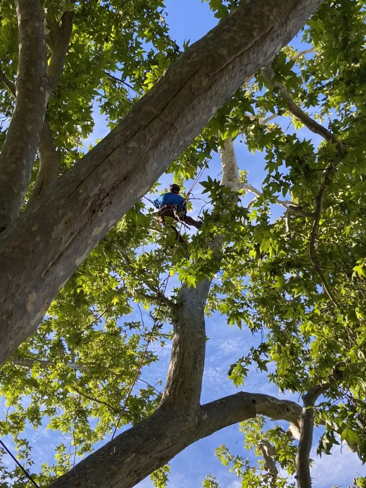 Affordable outdoor landscaping experts serving La Habra, CA - Los Garcia’s Landscaping