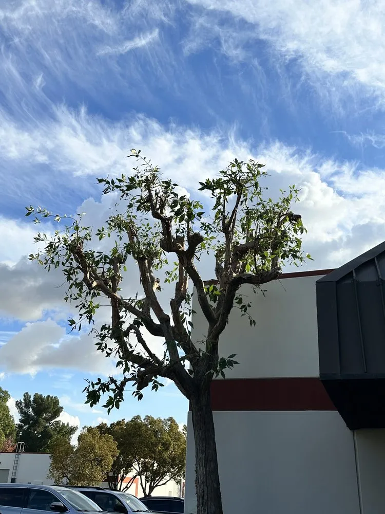 Local residential landscaping in La Habra, CA - Los Garcia’s Landscaping