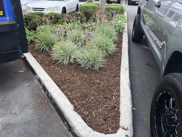 Reliable garden landscaping for residential properties in Santa Ana, CA by Los Gatos