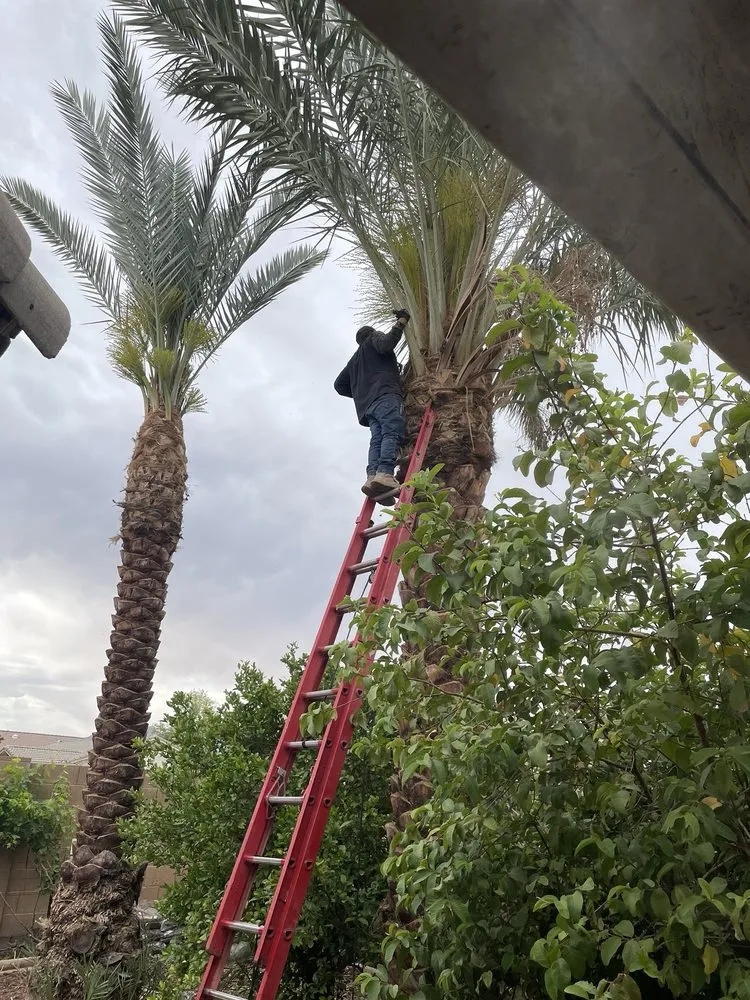 Custom residential landscaping for homes in Phoenix, AZ by Los Parientes Landscaping