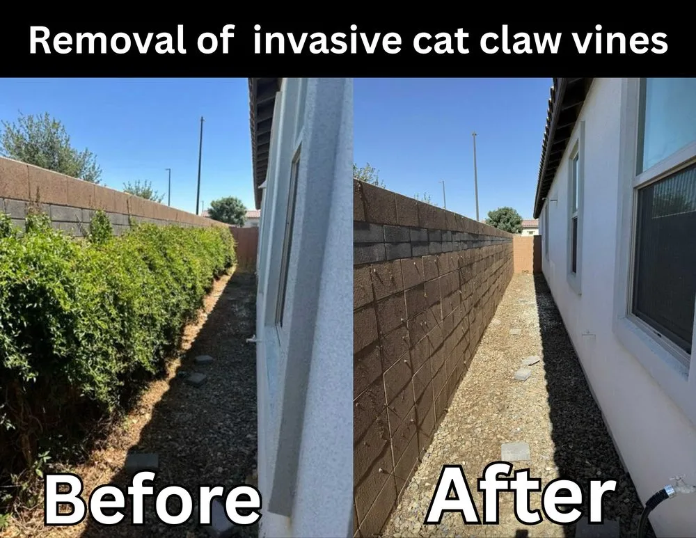 Professional yard cleanup service in Phoenix, AZ by Los Parientes Landscaping