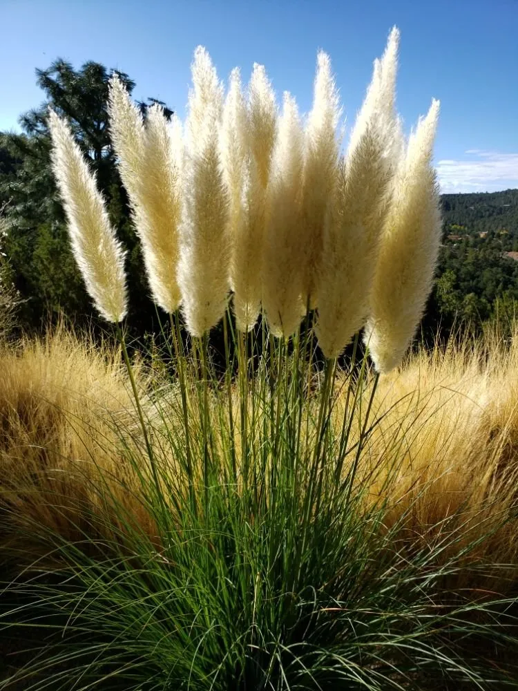 Affordable garden landscaping in Santa Fe, NM by Los Primos Landscaping