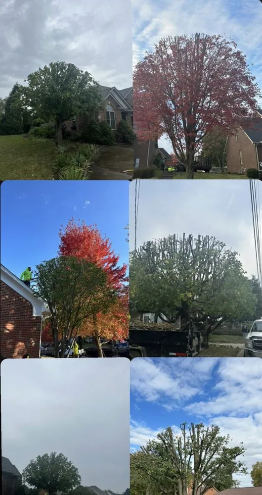 Professional landscape installation with custom design across Lexington, KY - Los Primos Tree Service And Landscaping