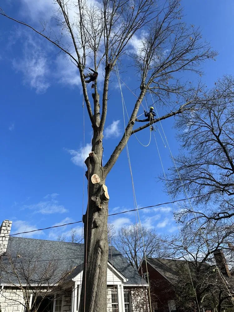 Local residential landscaping for homes in Lexington, KY by Los Primos Tree Service And Landscaping