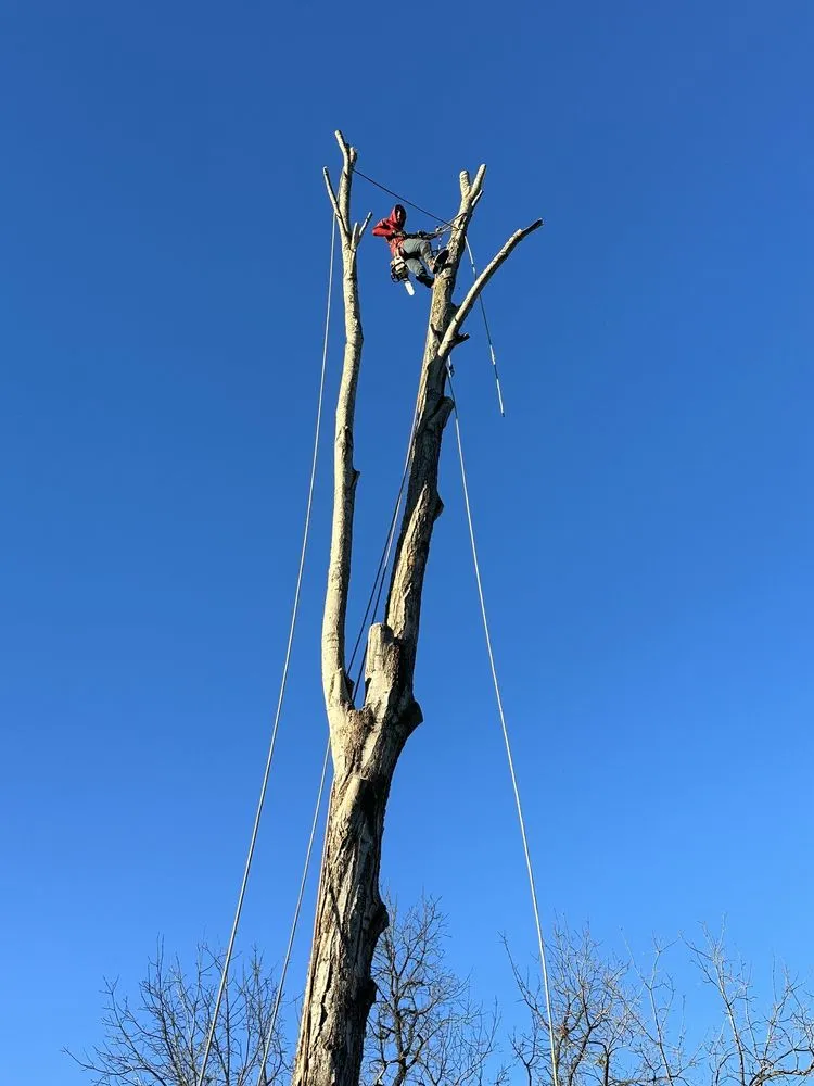 Custom outdoor landscaping for outdoor upgrades in Lexington, KY by Los Primos Tree Service And Landscaping