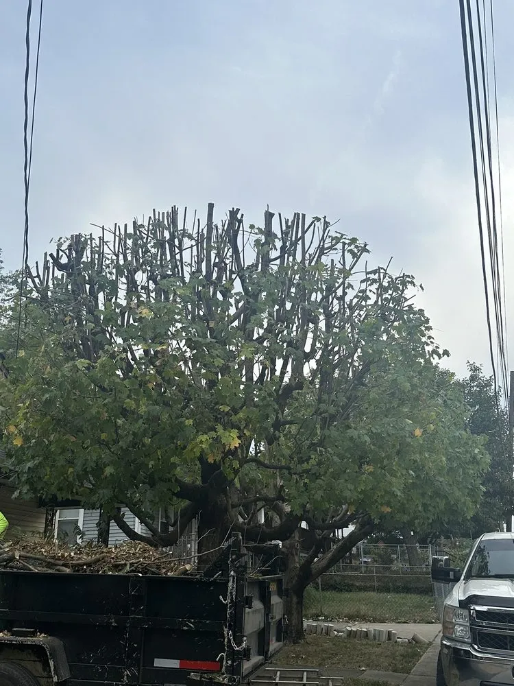 Local outdoor landscaping in Lexington, KY by Los Primos Tree Service And Landscaping