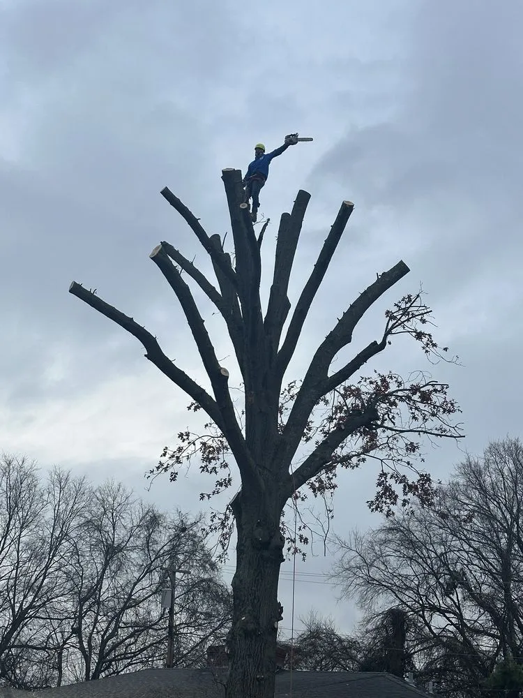 Professional lawn mowing service for outdoor upgrades across Lexington, KY - Los Primos Tree Service And Landscaping