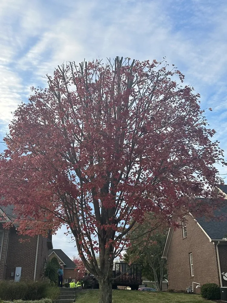 Affordable lawn care service in Lexington, KY by Los Primos Tree Service And Landscaping