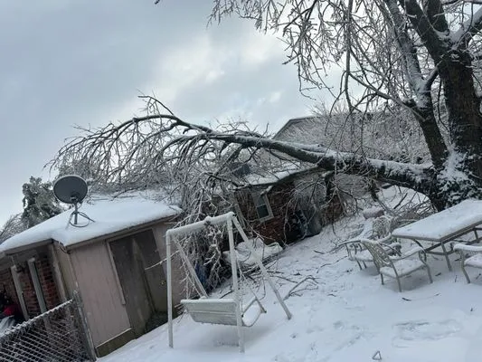 Los Primos Tree Service And Landscaping Logo