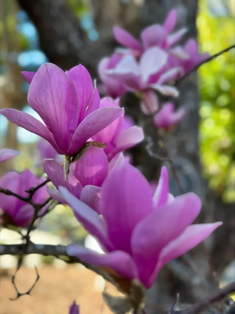 Top-rated yard maintenance for homes across San Jose, CA - Los Reyes Landscapes