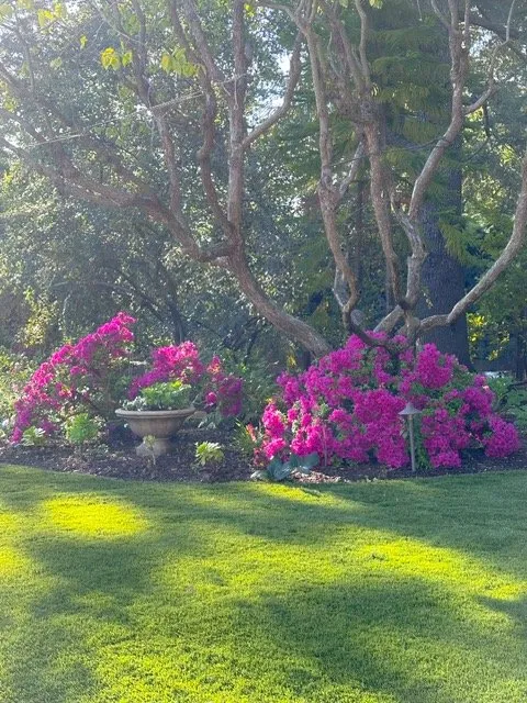 Affordable yard cleanup service near you in San Jose, CA by Los Reyes Landscapes