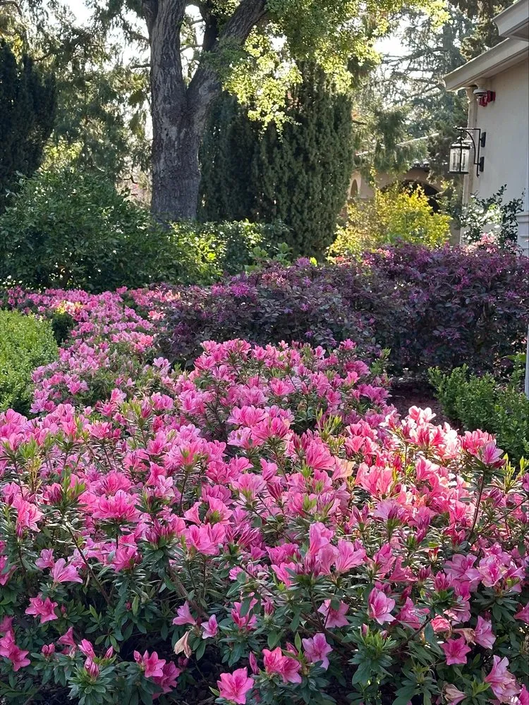 Local landscape design in San Jose, CA - Los Reyes Landscapes