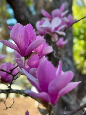 Los Reyes Landscapes Logo