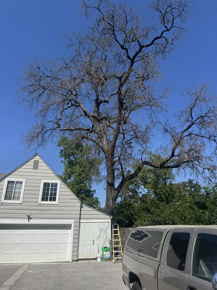 Expert outdoor landscaping in Sacramento, CA - Los Robles Landscaping and Tree