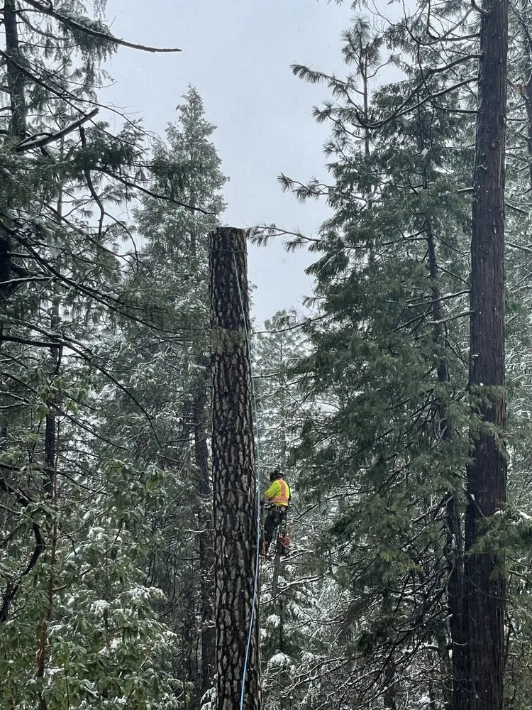 Trusted lawn mowing service experts serving Sacramento, CA - Los Robles Landscaping and Tree