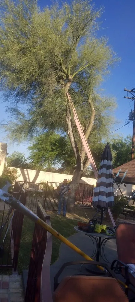 Affordable residential landscaping for year-round maintenance in Tucson, AZ by Los Sauces Landscaping and Tree Services