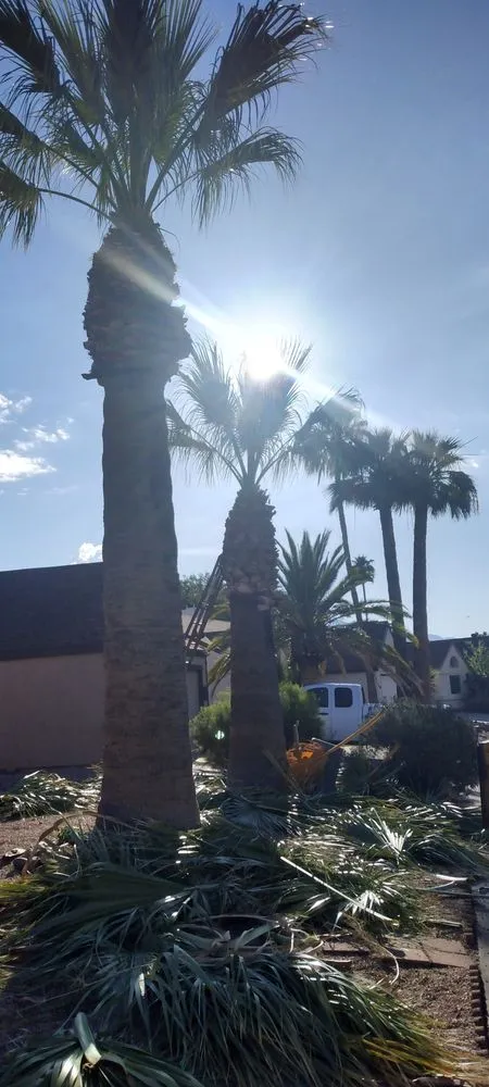 Local lawn care service in Tucson, AZ - Los Sauces Landscaping and Tree Services