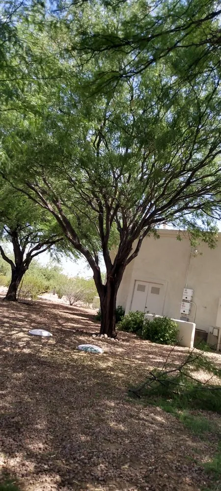 Top-rated lawn care service in Tucson, AZ - Los Sauces Landscaping and Tree Services