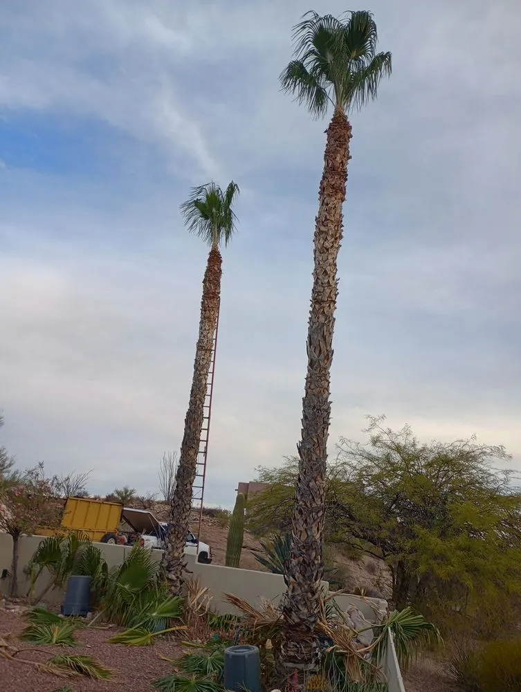 Affordable yard maintenance in Tucson, AZ - Los Sauces Landscaping and Tree Services