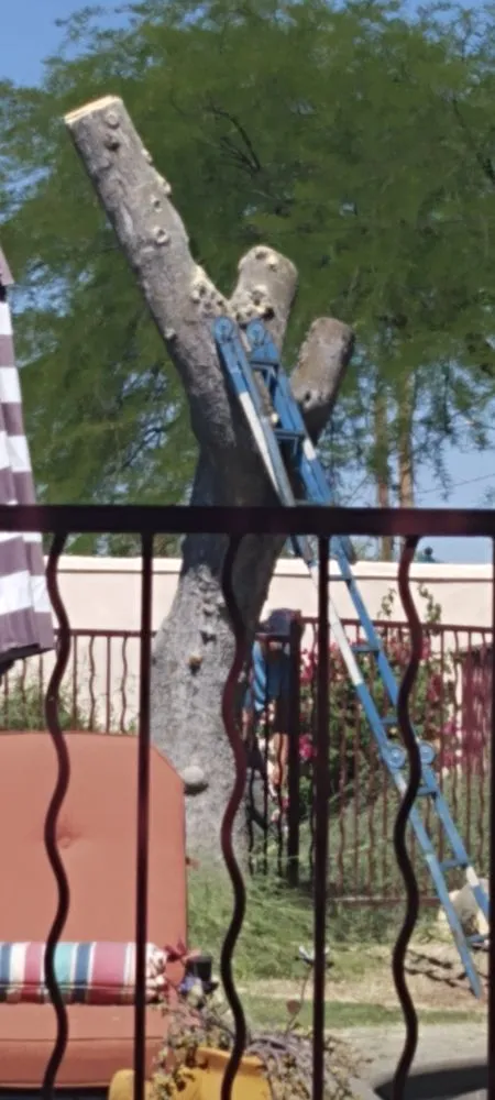 Top-rated outdoor landscaping in Tucson, AZ - Los Sauces Landscaping and Tree Services