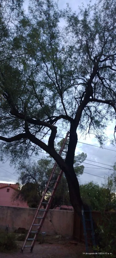 Professional yard cleanup service in Tucson, AZ by Los Sauces Landscaping and Tree Services