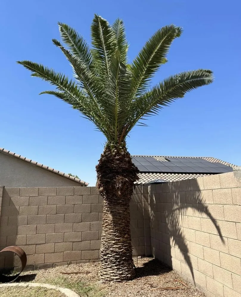 Top-rated landscaping services for residential properties across Goodyear, AZ - Los Tapatios Landscaping Services