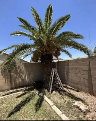 Los Tapatios Landscaping Services Logo