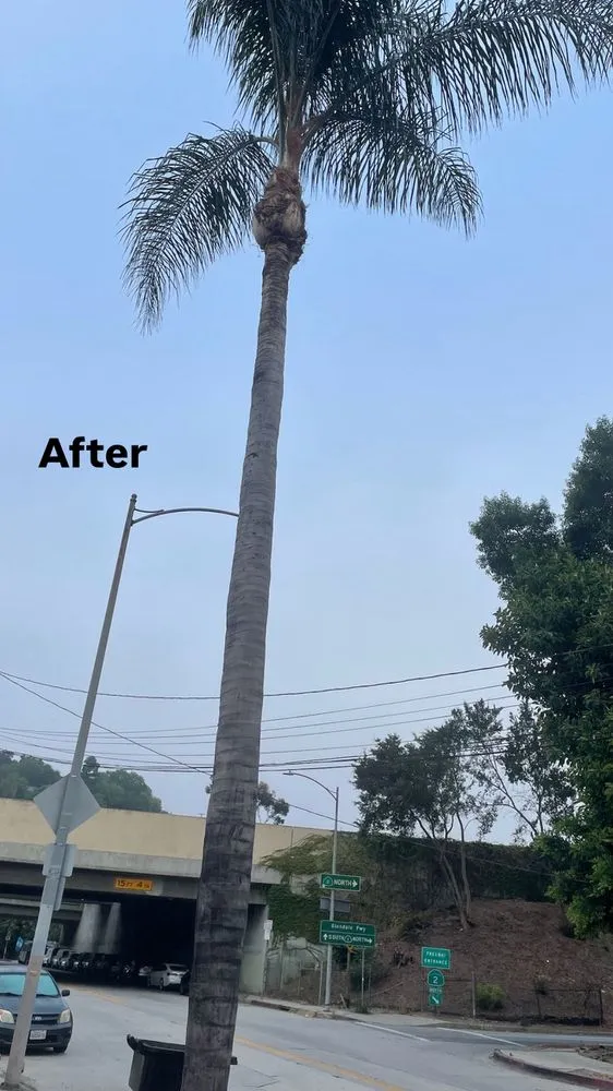 Custom landscape installation in Los Angeles, CA - Los Tigritos Landscaping