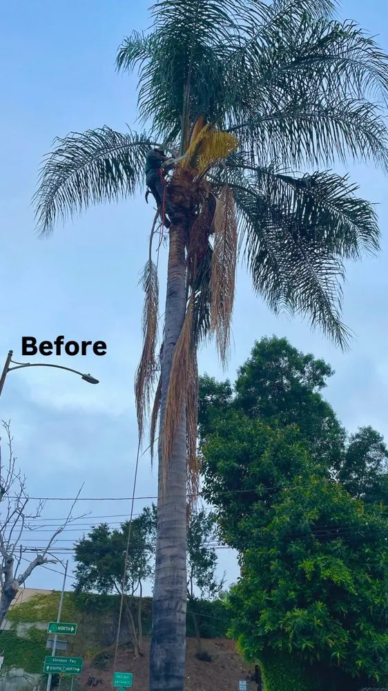 Reliable landscaping services in Los Angeles, CA - Los Tigritos Landscaping