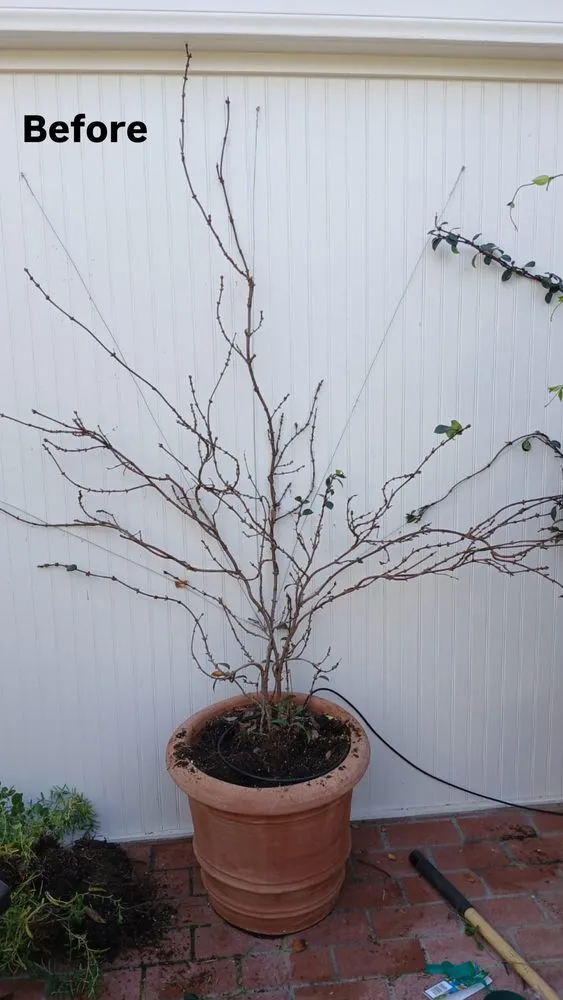 Local lawn care service experts serving Los Angeles, CA - Los Tigritos Landscaping