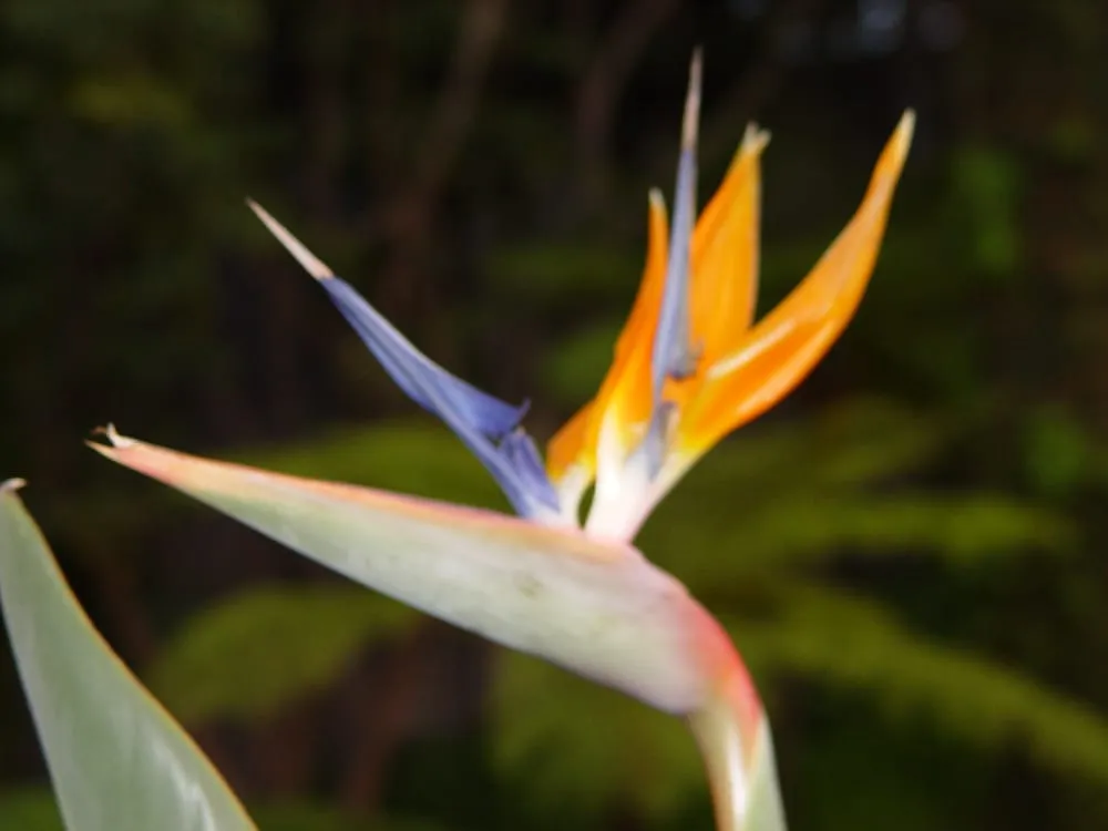 Affordable residential landscaping in Inglewood, CA by Los Trabajadores Inc