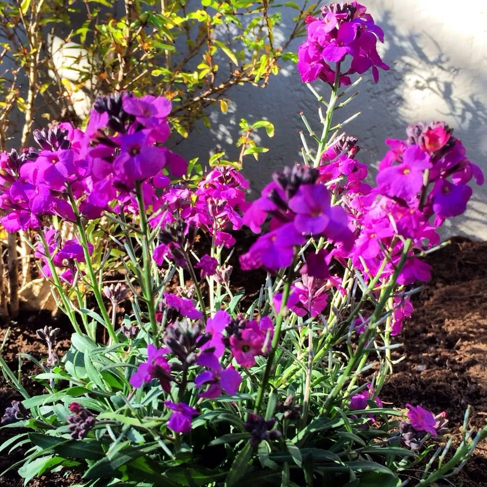 Trusted lawn mowing service for year-round maintenance across Inglewood, CA - Los Trabajadores Inc