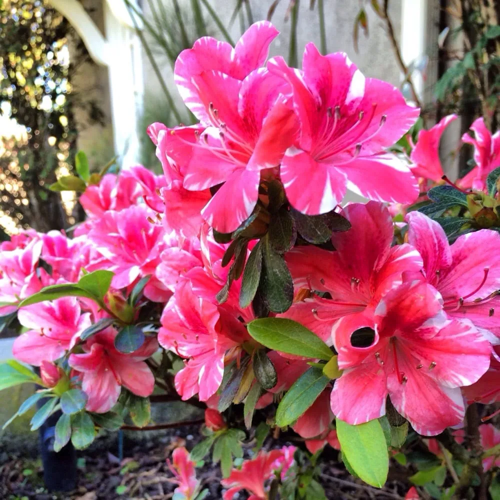 Affordable garden landscaping in Inglewood, CA - Los Trabajadores Inc