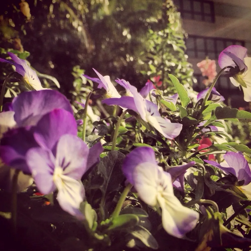 Top-rated garden landscaping for year-round maintenance in Inglewood, CA by Los Trabajadores Inc