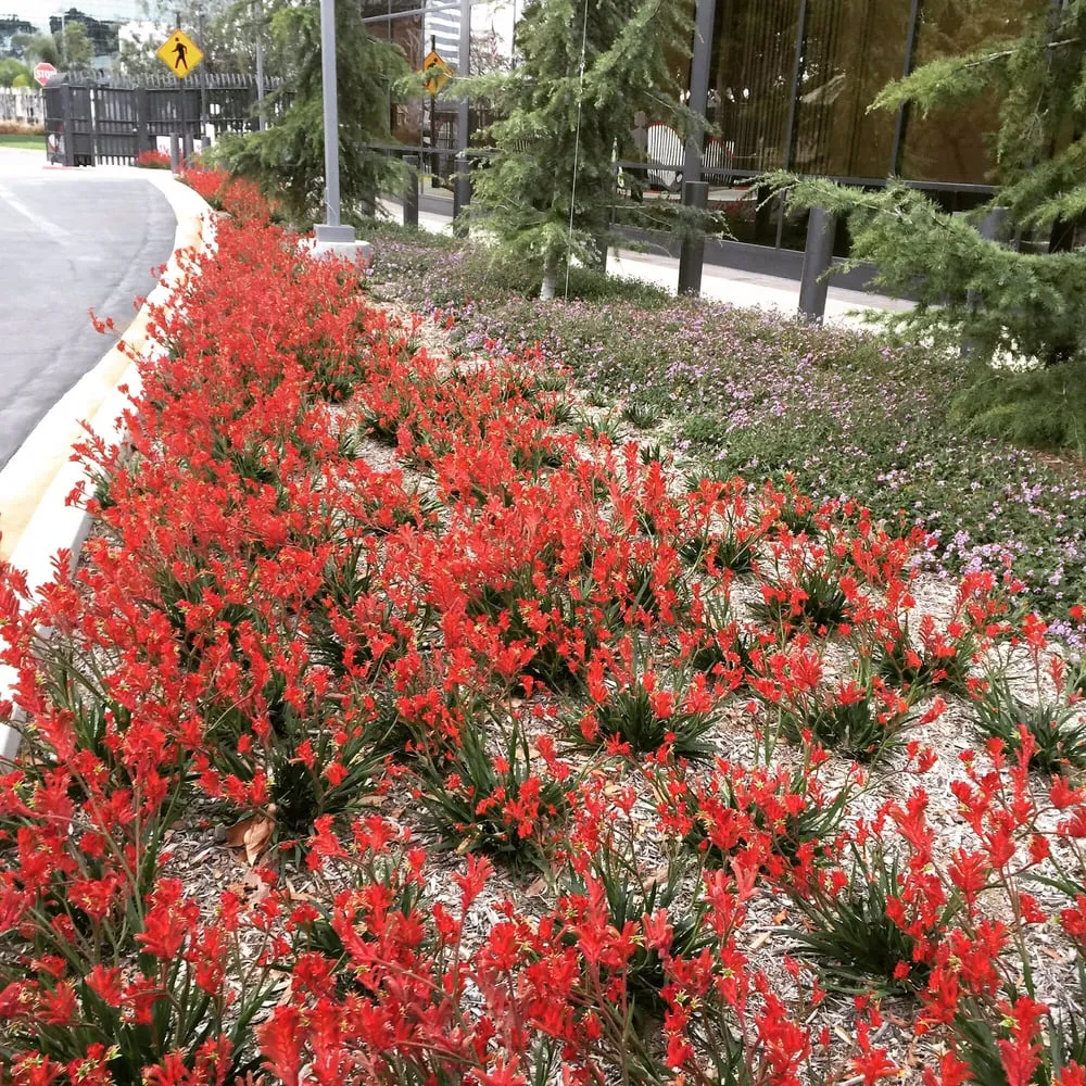 Expert yard maintenance in Inglewood, CA by Los Trabajadores Inc