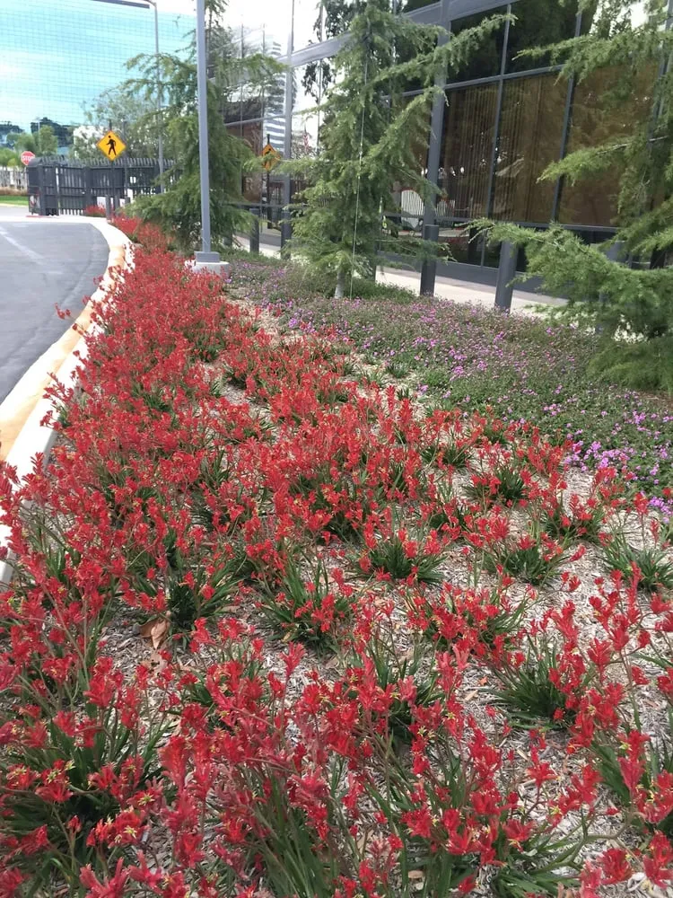 Local landscaping services in Inglewood, CA - Los Trabajadores Inc