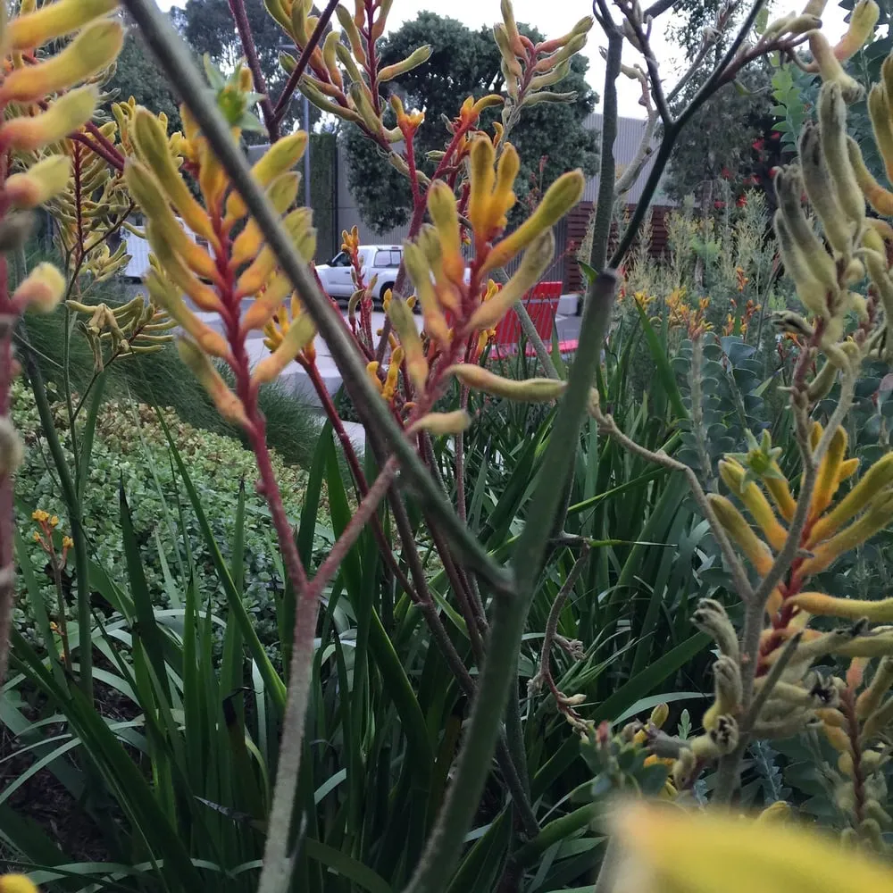 Local outdoor landscaping for beautiful yards across Inglewood, CA - Los Trabajadores Inc