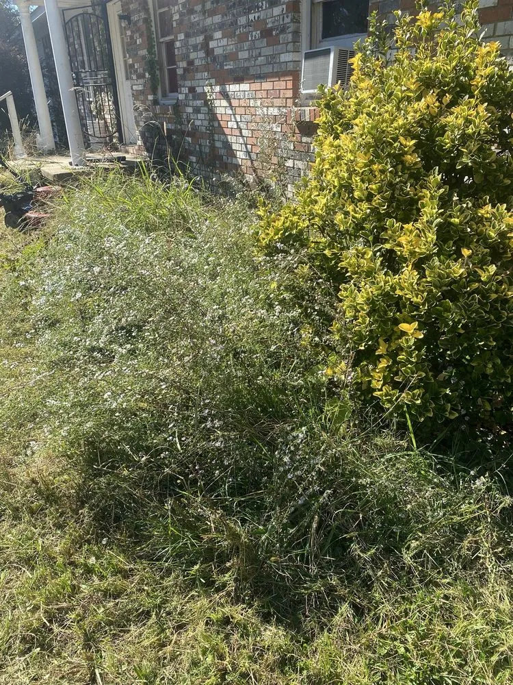 Affordable residential landscaping experts serving Tupelo, MS - Los Tres Hermanos