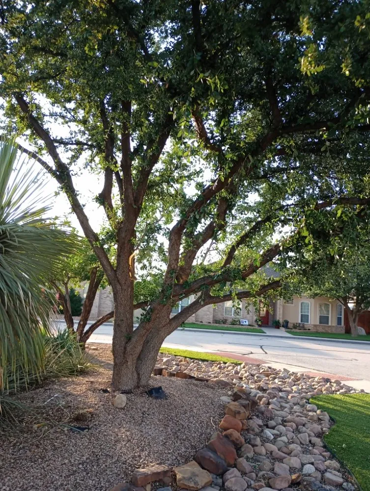 Trusted landscape installation for residential properties in Midland, TX by Lo's Yard Services