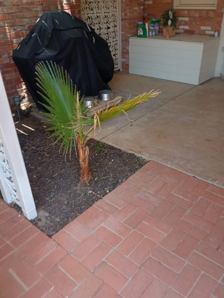 Affordable yard cleanup service in Midland, TX - Lo's Yard Services