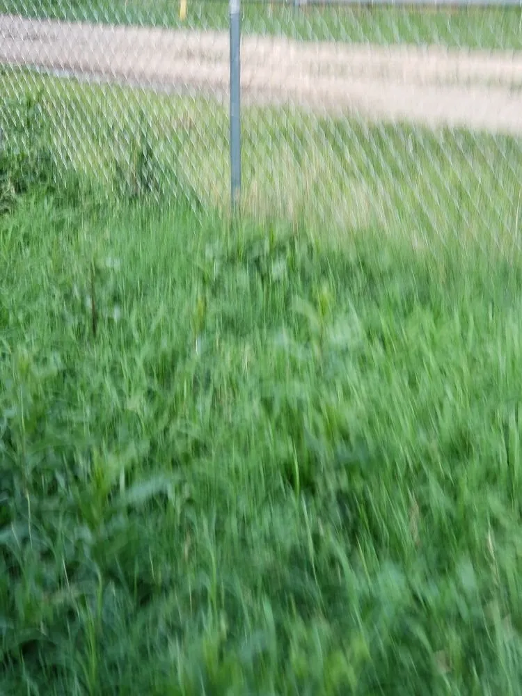 Custom yard maintenance in Midland, TX by Lo's Yard Services