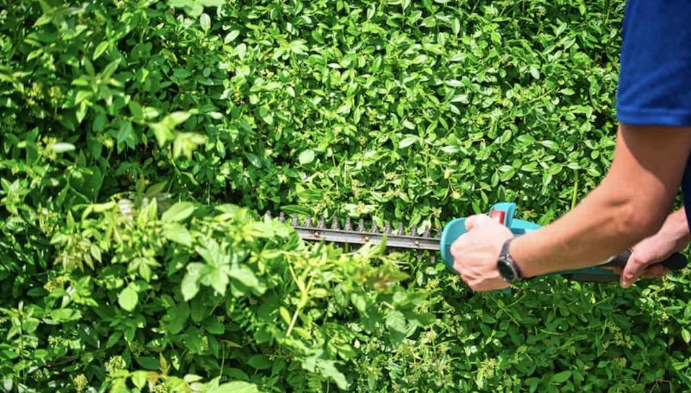 Professional yard cleanup service for residential properties across Harrisonville, MO - losh landscaping & tree service