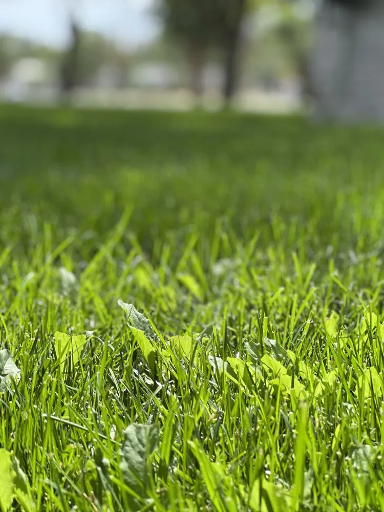 Affordable landscaping services for residential properties across Pampa, TX - Losoya & Son Landscaping