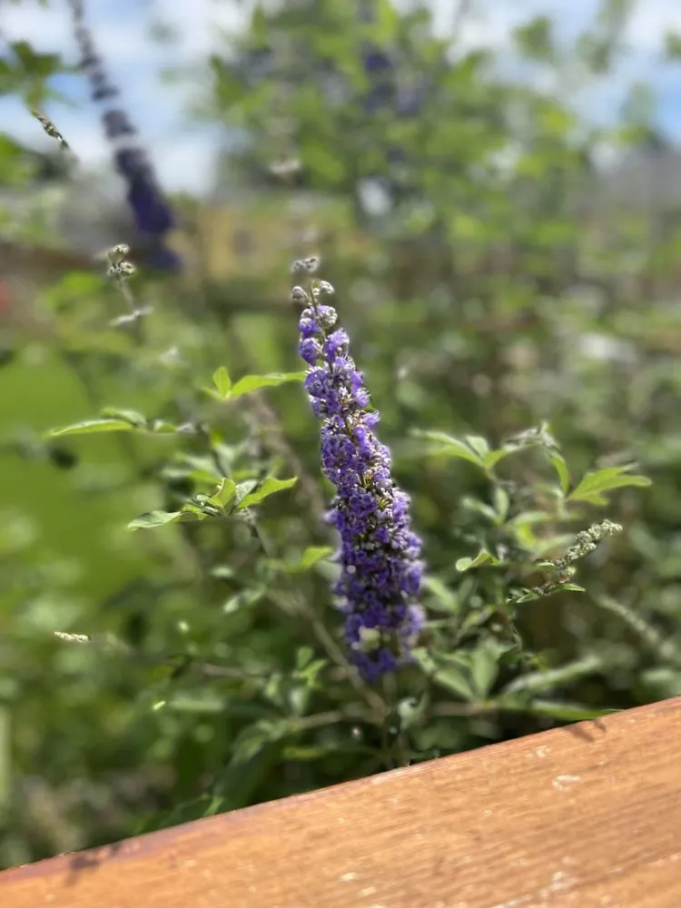 Affordable garden landscaping in Pampa, TX - Losoya & Son Landscaping