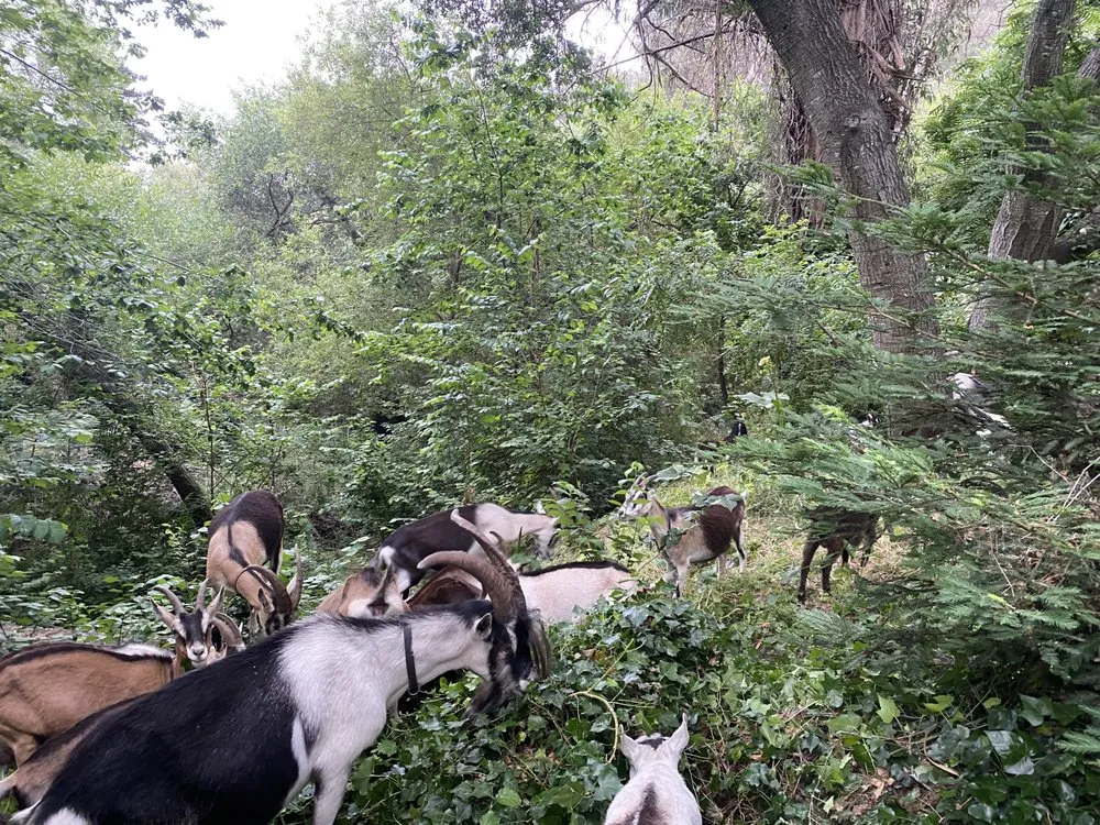 Local landscape design with custom design across Aptos, CA - Lost Emu Farms