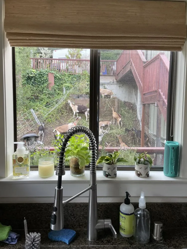 Local lawn care service in Aptos, CA - Lost Emu Farms