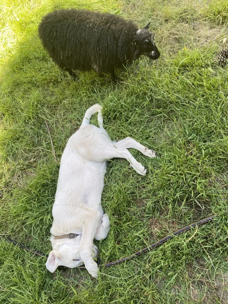 Trusted garden landscaping experts serving Aptos, CA - Lost Emu Farms