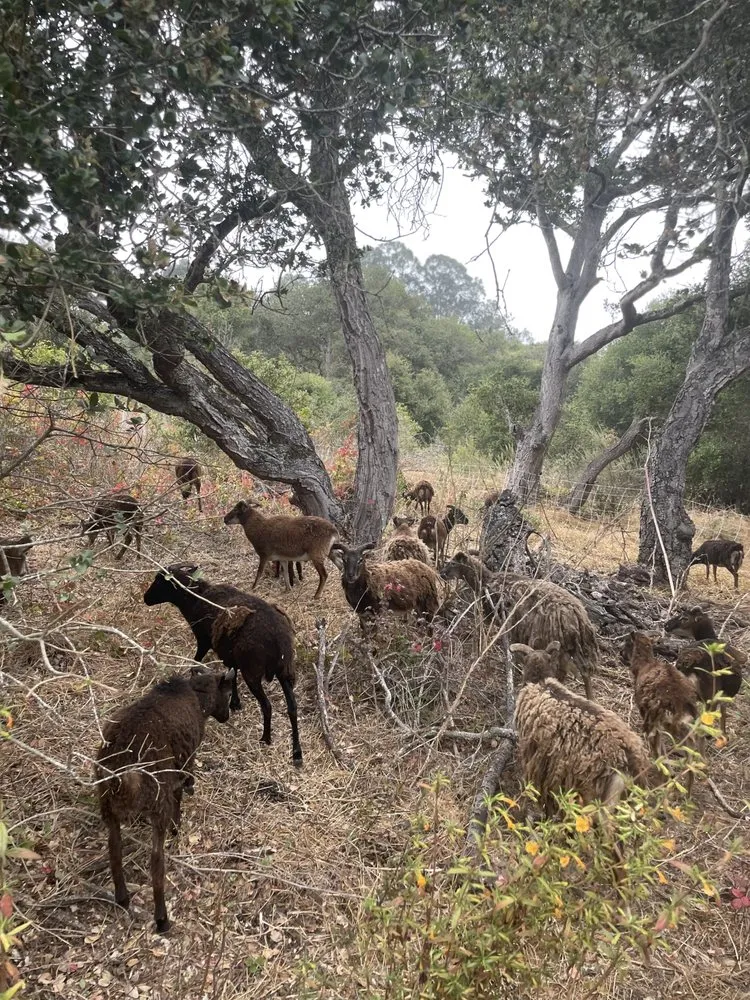 Professional landscape installation in Aptos, CA - Lost Emu Farms