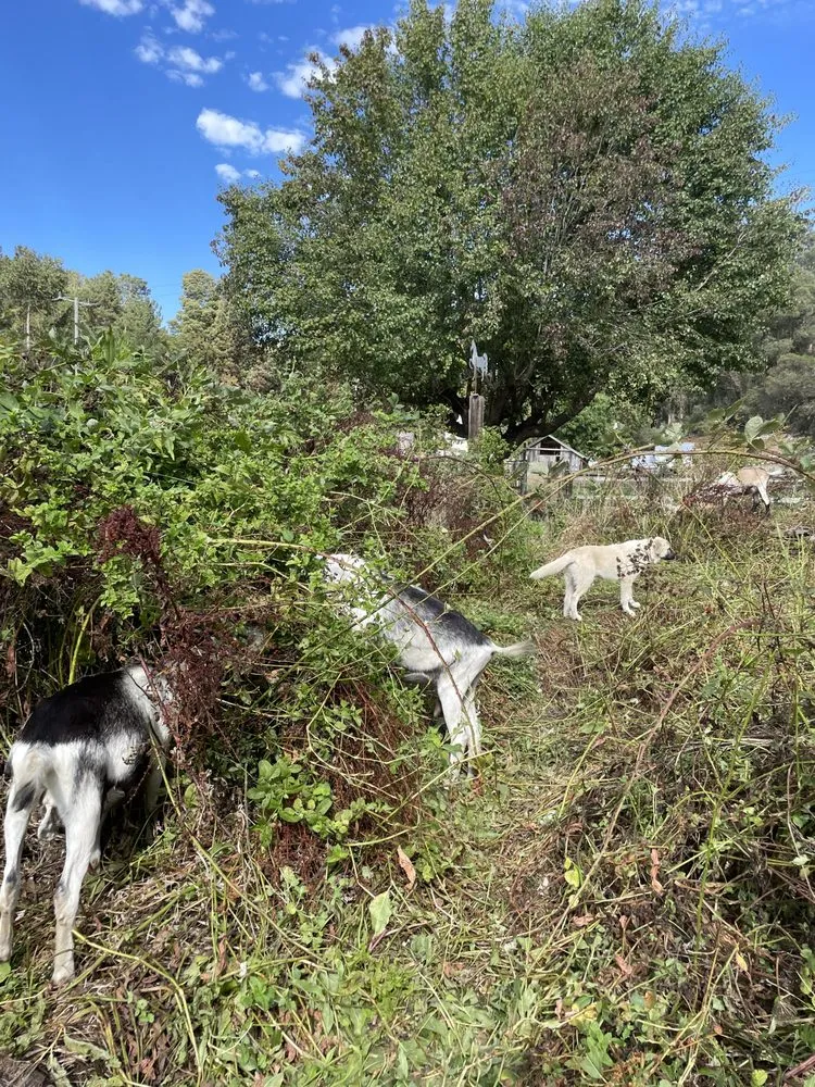 Expert landscape design in Aptos, CA by Lost Emu Farms